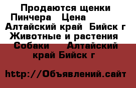 Продаются щенки Пинчера › Цена ­ 2 500 - Алтайский край, Бийск г. Животные и растения » Собаки   . Алтайский край,Бийск г.